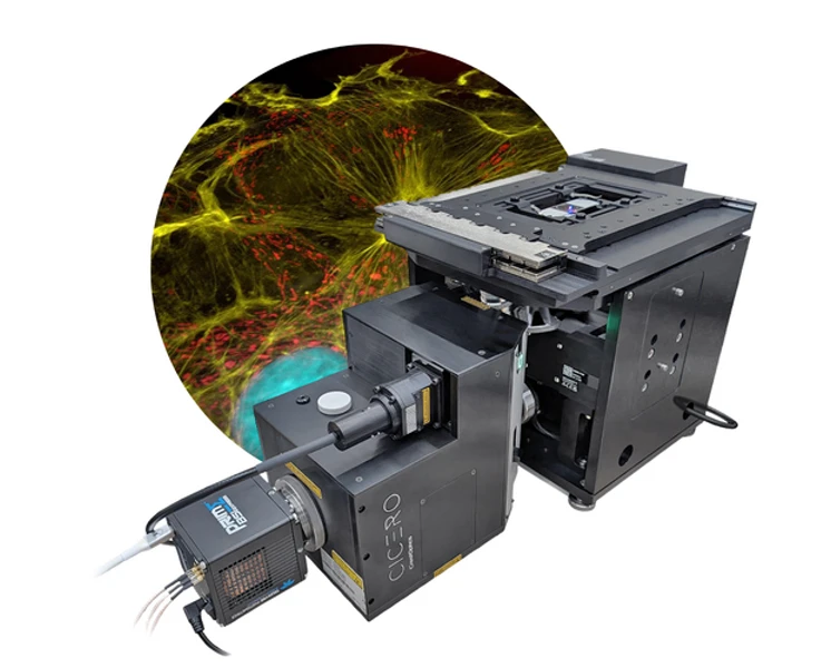 Confocal Image
