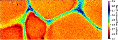 File:Yun-Bio-Optics Cells1.jpg