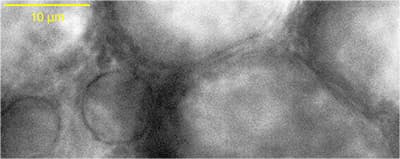 File:Yun-Bio-Optics Cells2.jpg