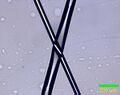 Thumbnail for version as of 13:52, 14 February 2022
