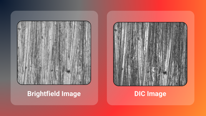 brightfield vs dic imaging visual comparison