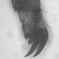 Thumbnail for version as of 02:38, 11 March 2022