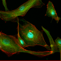 Thumbnail for version as of 02:19, 11 March 2022