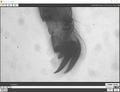 Thumbnail for version as of 18:39, 22 February 2022