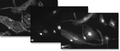 Thumbnail for version as of 15:58, 19 January 2022