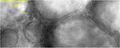 Thumbnail for version as of 13:18, 20 June 2022