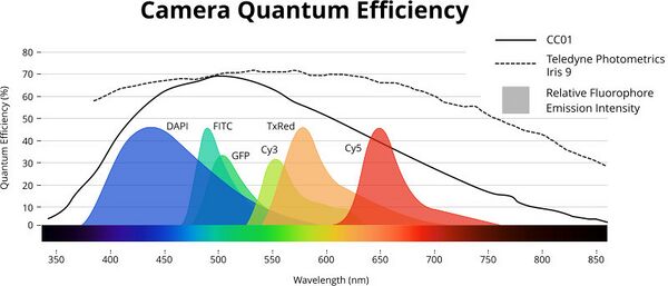 Quantum Efficiency of CC01 and typical sCMOS camera compared